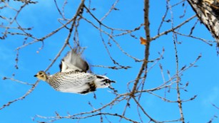 A sharp-tailed grouse takes flight.