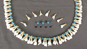 A necklace made out of pony teeth with alternating blue beads. 
