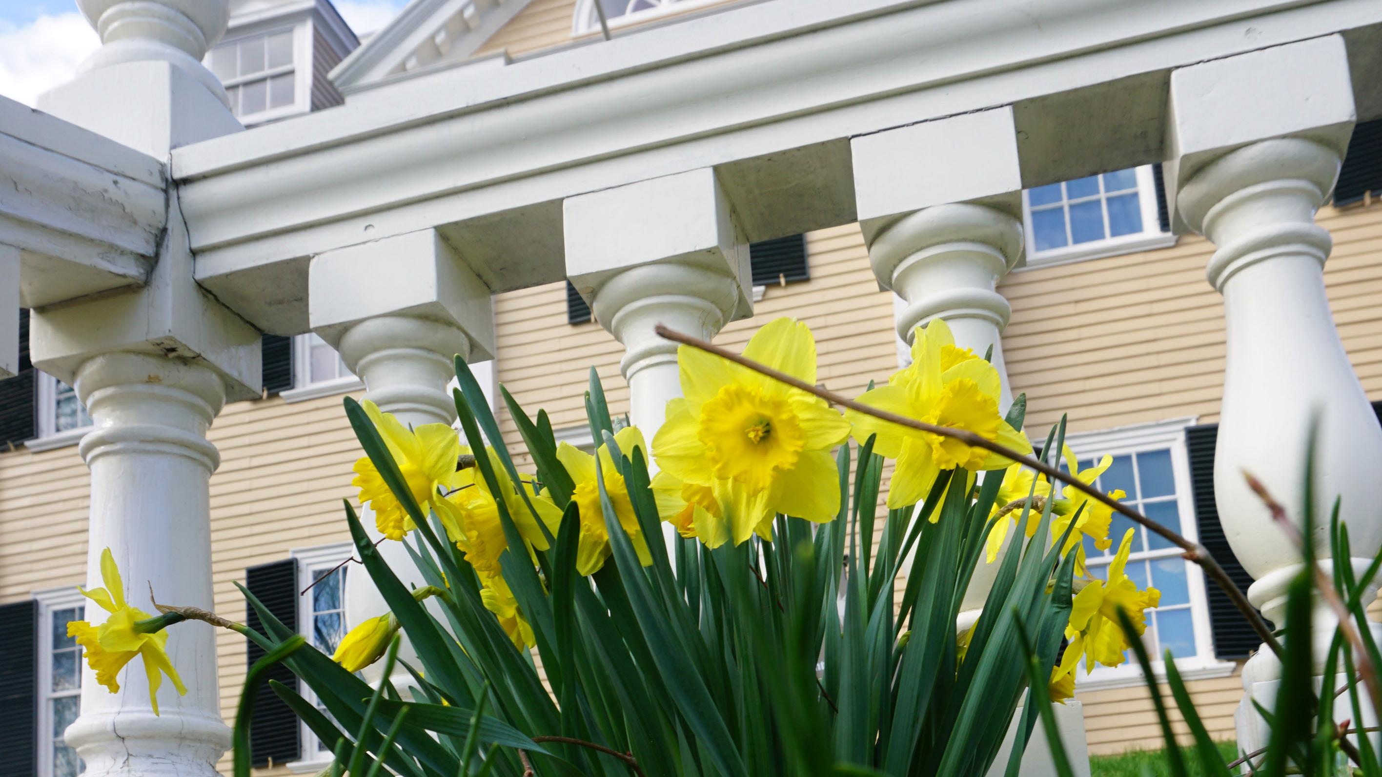 Exterior view of house with daffodils.