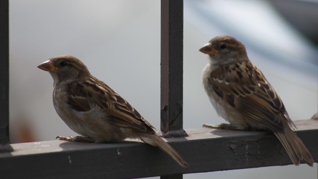 A small brown bird with a light underbelly peers curiously down a Lowell walkway