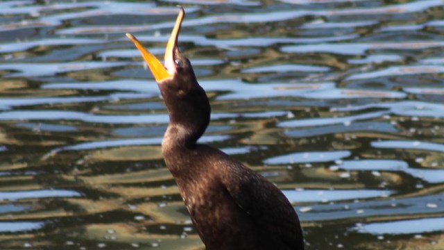 A pigeon sits on a metal girder above the Merrimack Canal