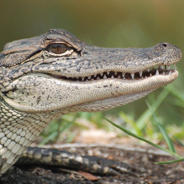 An American Alligator