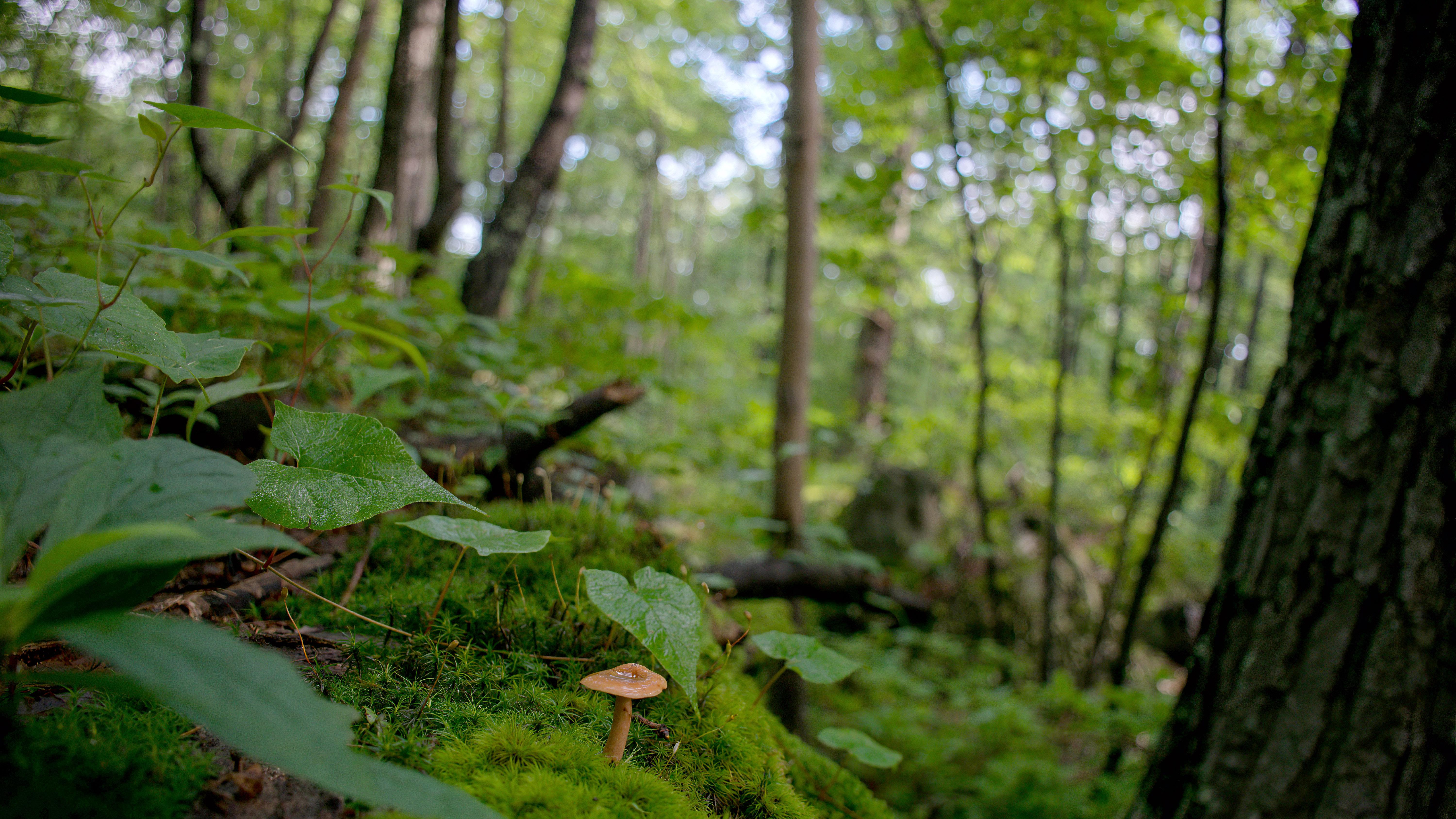 forest floor with lush green foliage, brown mushroom, dark tree trunk