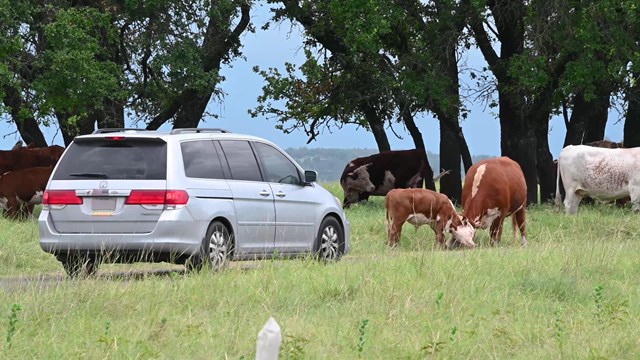 Vehicle with Hereford cows