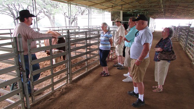 A ranch hand in cowboy hat and boots speaks with visitors as a cow looks on.