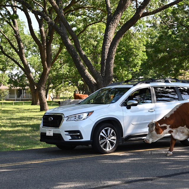 Brown cattle surround a white car in a shady grove. A small. white house is in the distance.