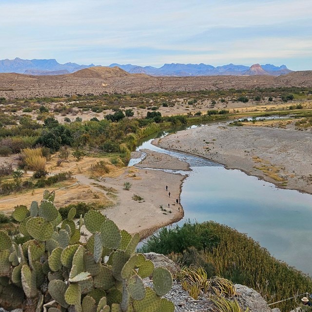 Cactus, Rio Grande river, Texas desert