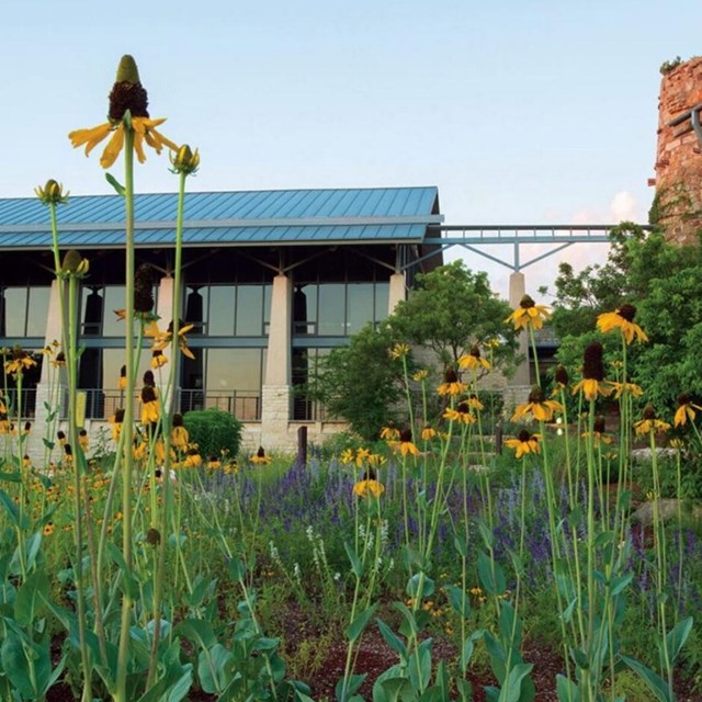 Wildflowers in front of building
