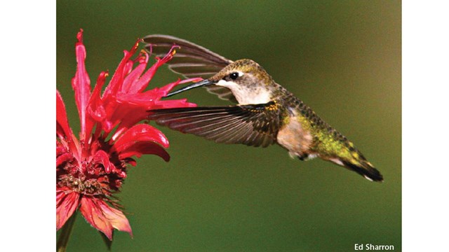 Ruby-throated Hummingbird on a branch credit Ed Sharron