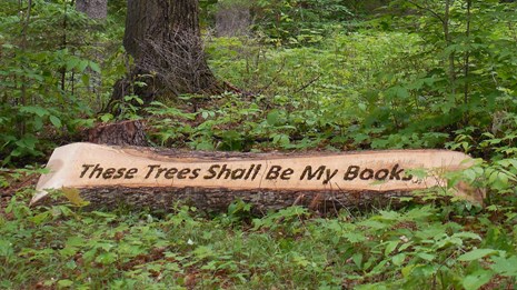 Log in forest has etching that reads These Trees Shall Be My Books