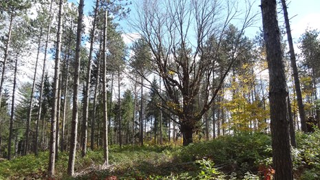 Tall trees and shrubs in forest with blue sky in background