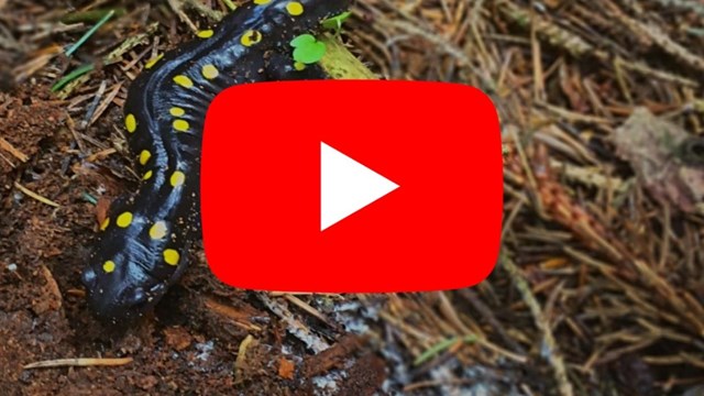 spotted salamander with youtube logo layered on top