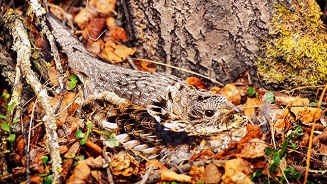 Ruffled Grouse on nest on forest floor