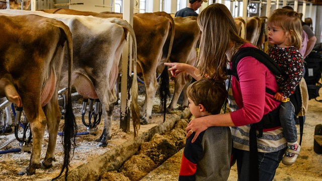An adult and two children look at a row of cows in a milking barn