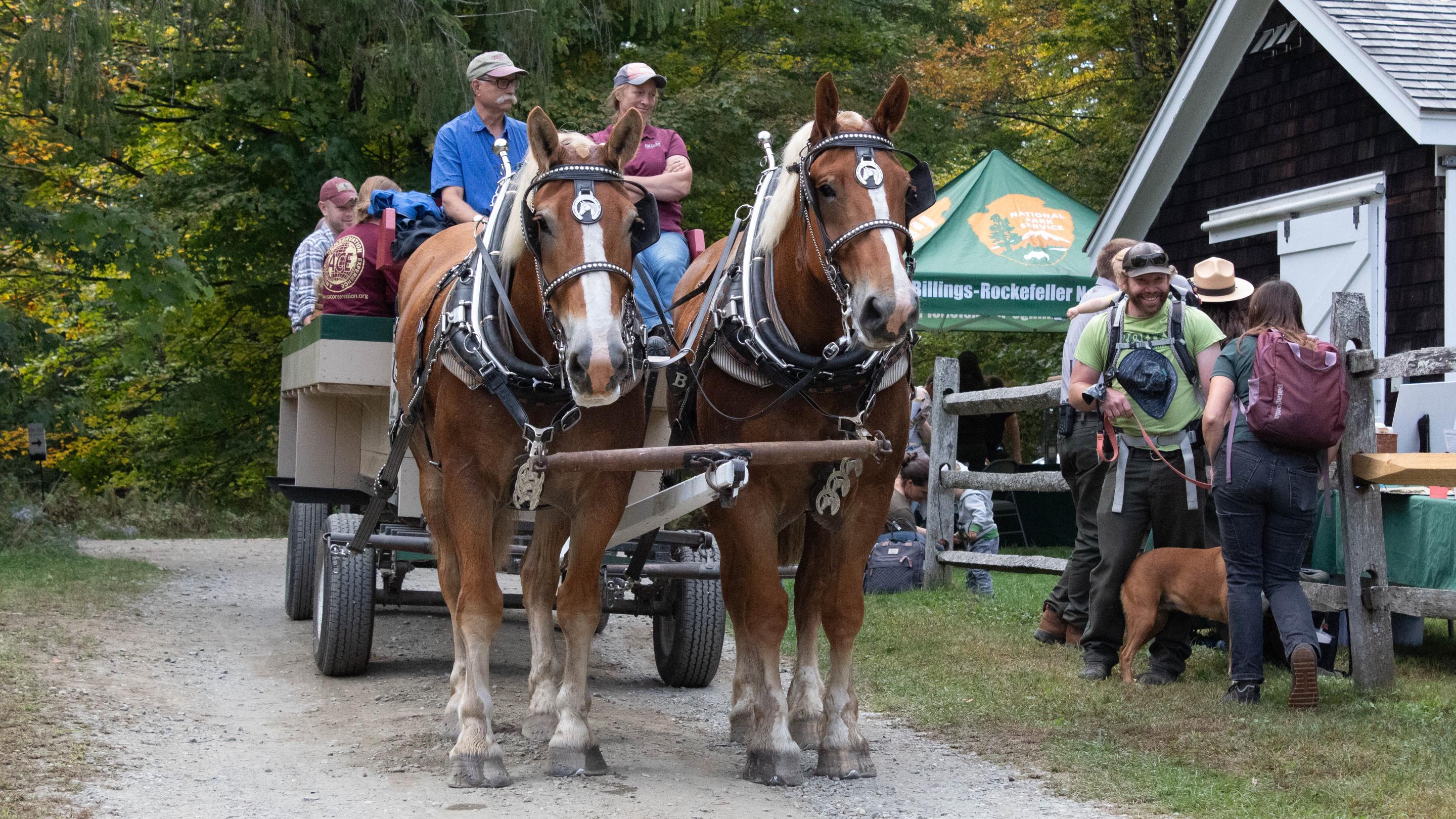 Horse drawn carriage ride pulled by two horses with green NPS pop up tent in background