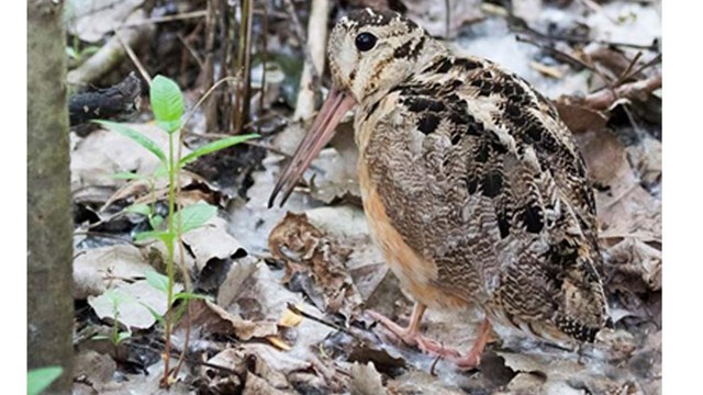 American Woodcock blends into the forest floor Photo Credit Steve Valasek