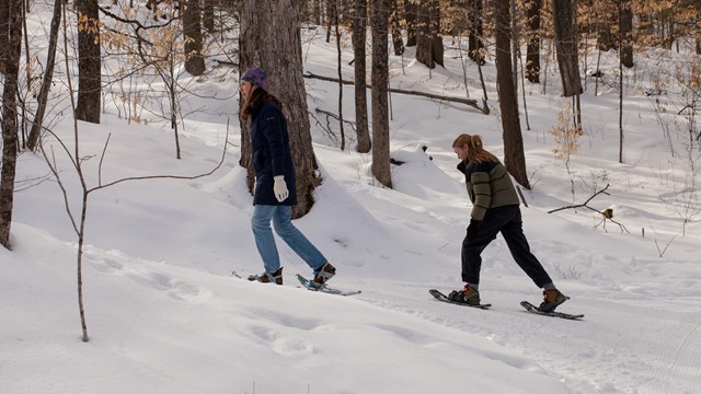 two snowshoers walk on snowy forest trail