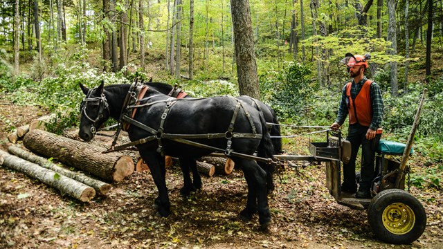 two horses pull a cart with a logger in safety orange through a forest