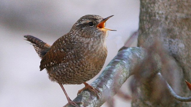 winter wren with beak open