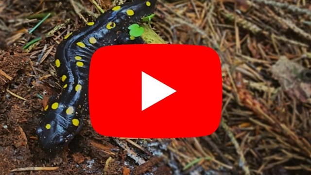 spotted salamander with youtube logo digitally imposed in front