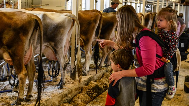 adult and two children look at cows being milked