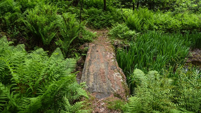 log bridge on trail surrounded by ferns