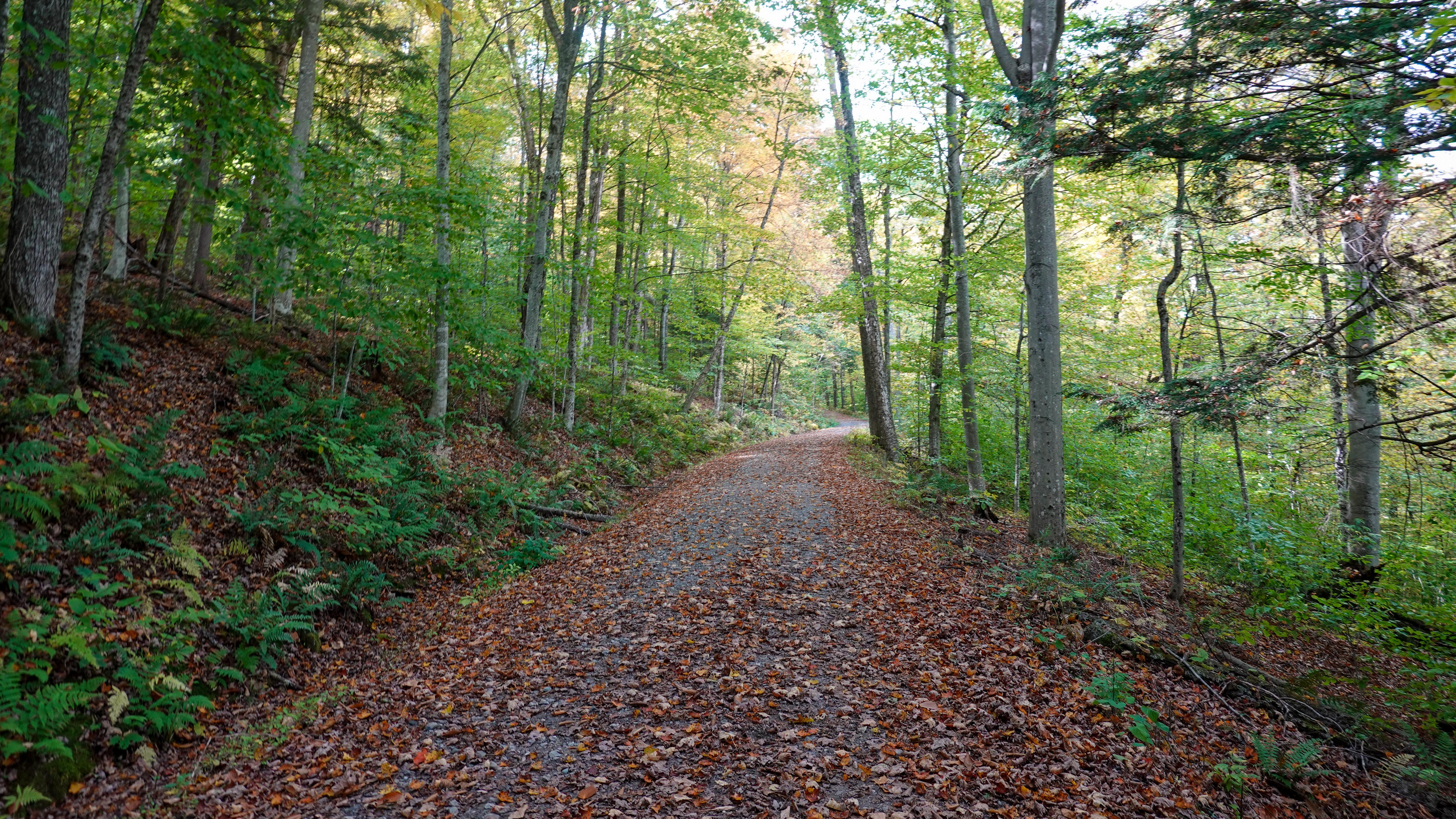 trail covered in leaves during fall foliage