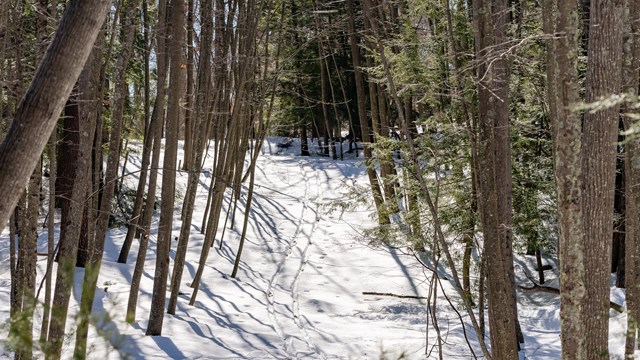 cross country ski tracks through woods