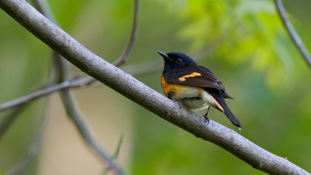 american redstart on branch, black warbler with orange coloring