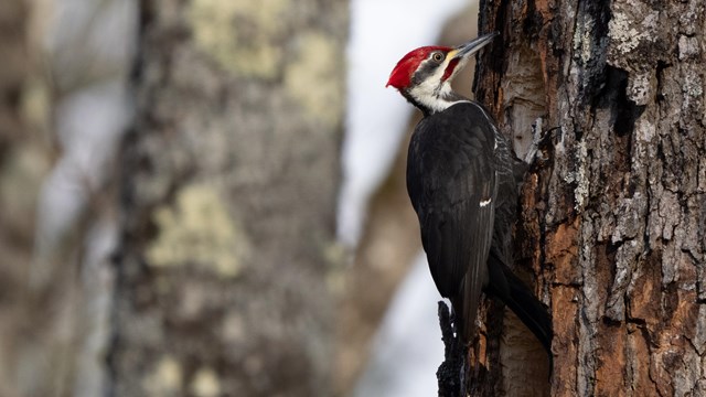 pileated woodpecker on tree