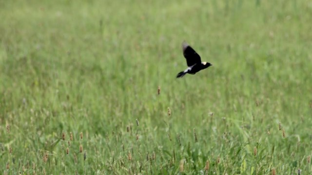 bird flying in field