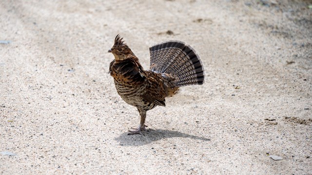 ruffed grouse with feathers out on gravel road