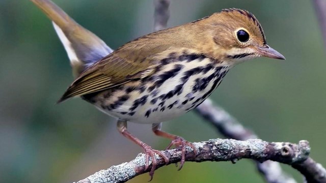 ovenbird on branch