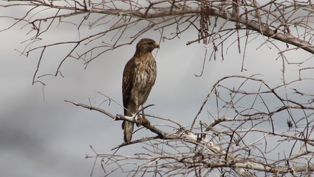 red shouldered hawk in tree