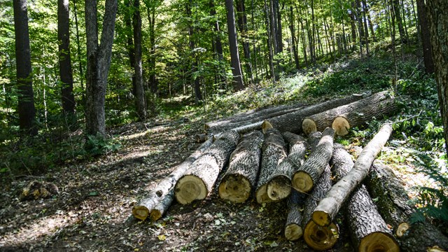 pile of fresh logs in the forest