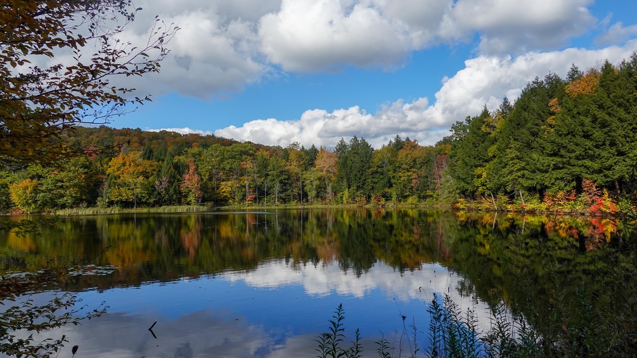 pond with fall foliage