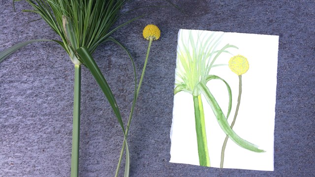 watercolor painting of flower next to real flower