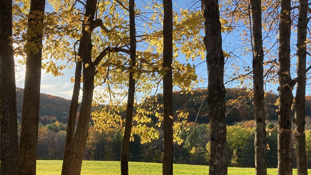 Trees in Fall view of meadow