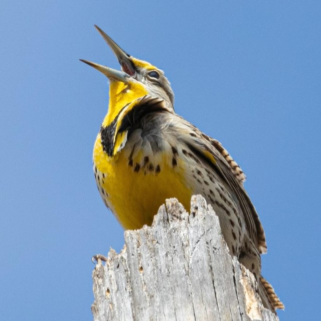 a yellow meadowlark perches on a stump