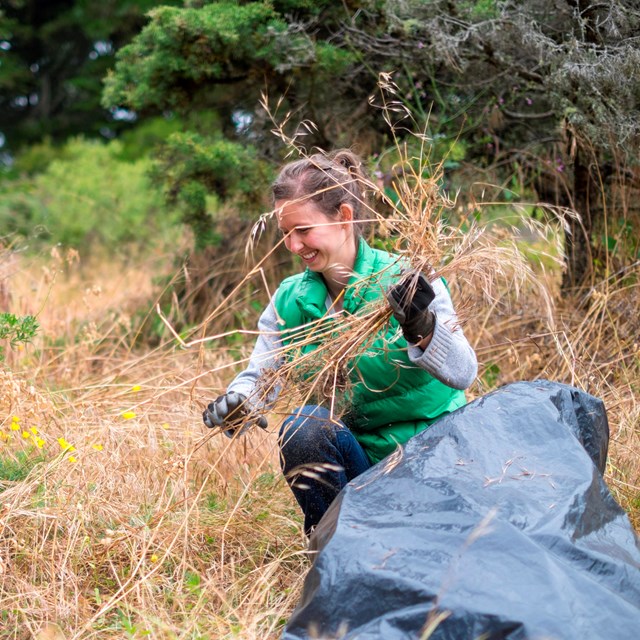 woman crouches in grassy area and puts pulled invasive species in a bag