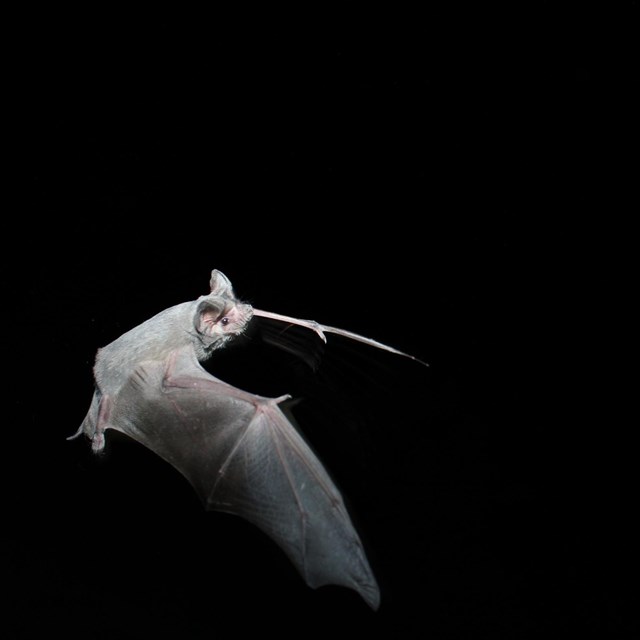 a mexican free tailed bat flies at night