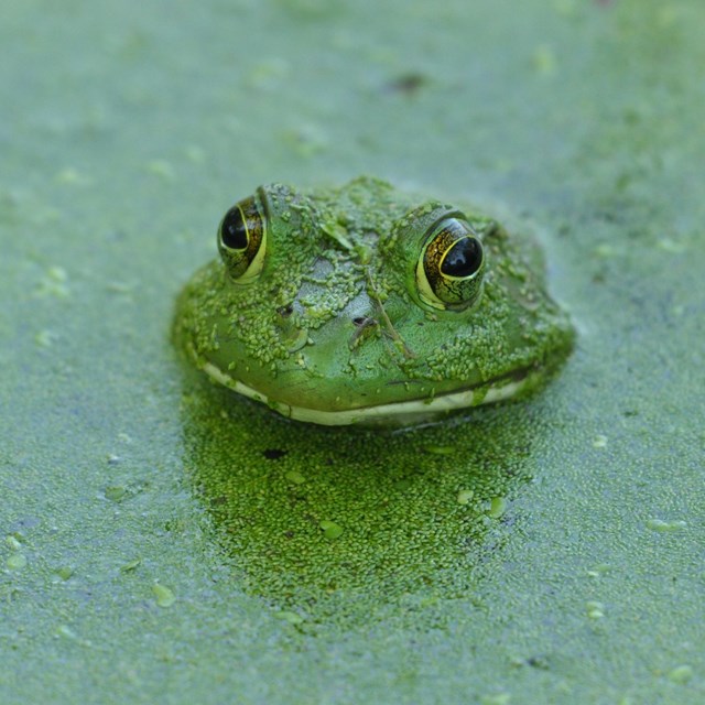 a frog pokes its head up from water green with algae