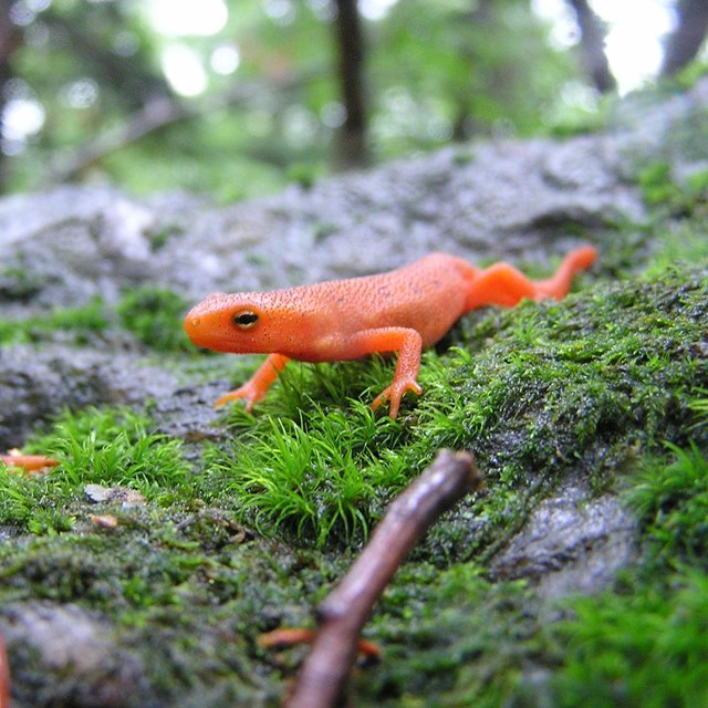 eastern newt on moss