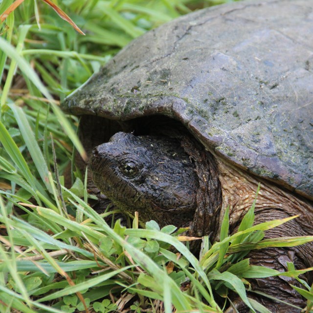 snapping turtle poking head out of water