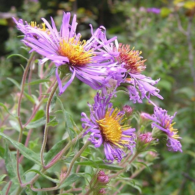 purple aster with 4 buds