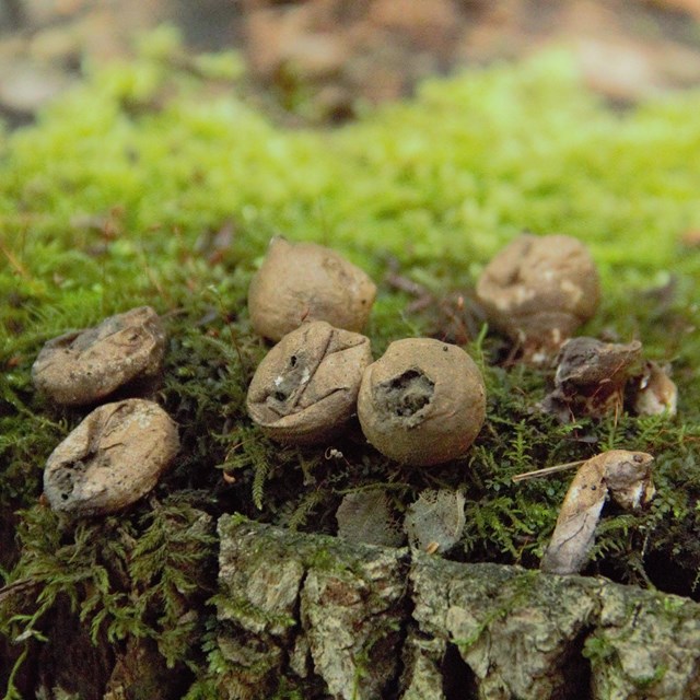 stunt puffball mushroom growing on mossy log