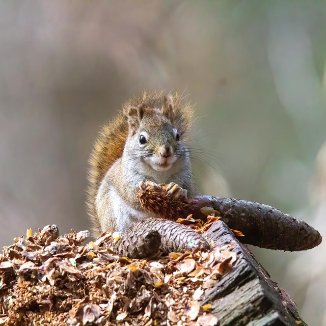 red squirrel holding a pinecone