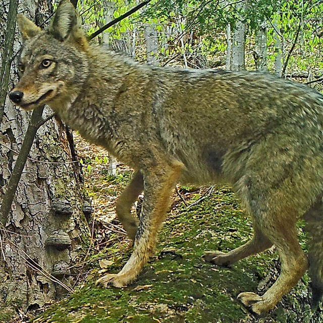 Coyote image from trail camera