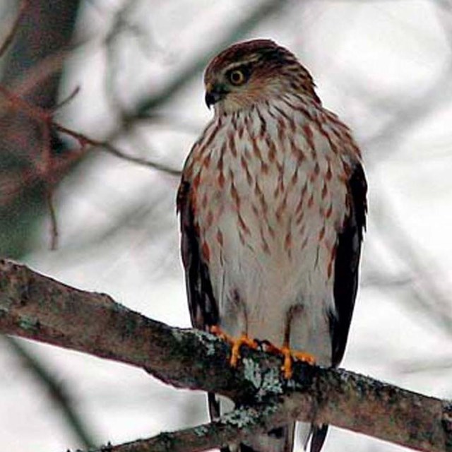 Sharp-Shinned Hawk sits on branch Photo Credit Ed Sharron