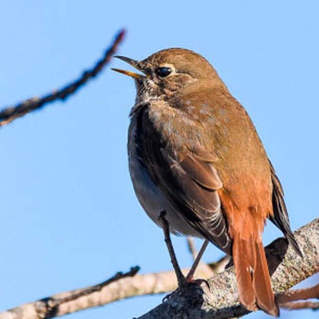 Hermit Thrush with open beak on tree Photo Credit Minder Cheng